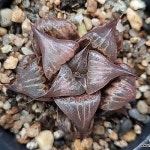 (초특가할인)핑키(중묘) 102-40(E. Pinky) - 하월시아(Haworthia)