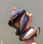 Snake의 최고 인기 이미지 22개 | 뱀, 동물 및 애니멀 킹덤 Snake