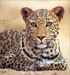 Pin by 창헌 이 on Tigers and Animals | Great cat, Animals beautiful, Animals wild