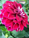 Dahlia flower에 있는 Edna Asuncion님의 핀