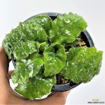 바위 달매 -랜덤상품 - 야생화(Wild Flower) - 2023 | 바위, 야생화, 식물