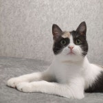 Pin page Шашка фото에 있는 Elena Evglevskaya님의 핀 - 2024