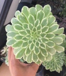 Your online succulent boutique. #flowergardening | 분재