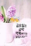 좋은 아침 인사 카드 | 일요일 아침 인사 이미지, 인생 좋은글, 꽃 사진