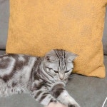 [New] The 10 Best Home Decor (with Pictures) -  하지말랭 ㅋㅋㅋㅋㅋ 계속 손 밀치는데 결국 성공한집사 #성집    #아메리칸숏헤어...