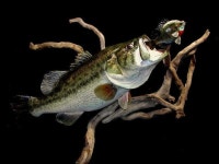 fish mounts에 관한 12개의 최상의 Pinterest 이미지 fish mounts