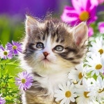 ☘️ 🐈 🌷 | 동물, 고양이