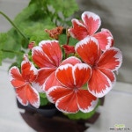 [성심꽃농원] 미스터렌_유럽제라늄_제라늄_130(Pelargonium(Geranium)) - 공기정화식물(air purifying plants) - 2023 | 제라늄, 관엽... 