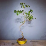 My Bonsai Diary에 있는 핀