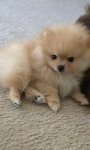 Pin by Leah on 예술 in 2023 | Pomeranian puppy, Toy pomeranian puppies, Puppies