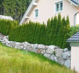 대림원예종묘농업회사법인(주) 에메랄드그린 - 대림원예종묘 | Garden design, Green fence, Backyard fences
