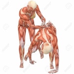 해부학 참고 자료에 있는 핀