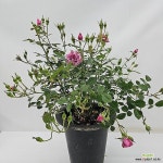 유럽장미 보라색(61동일품배송) - 공기정화식물(air purifying plants)