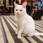 동물에 있는 김세림 _님의 핀 | 동물, 고양이 카페, 고양이