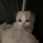 아깽이   랙돌   랙돌캐터리   Cats   ragdoll   catholic   cute  catsofinstagram   instacat   catlife   catstagram   猫   catsopig... 