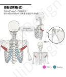 함께근육공부 시즌2 근육별기시정지 큰원근(대원근) 기시정지... #큰원근 #대원근 #근육공부 #의학 #메디컬 #근육그림 #캘리디자인