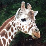 whats up? | Giraffe, Zoo, Animals