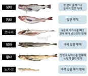 생태, 동태, 황태, 북어, 코다리, 노가리…‘명태’의 다양한 이름
