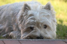 Pin by 이보나 Yvonne ... on 고양이 -                                            Cats and Westie