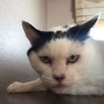 #고양이 #냐옹이 #냥이 #코숏 #뚱띠 #돼냥이 #뚱냥이 #cat #catstagram #today #catlover #fatcat #cute #귀염둥이 #짜증