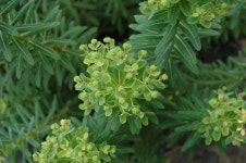 서귀포 수희식당 화단에 잇있는 꽃인디 이름을 모르것네요.누가 알려주시길... | 나무