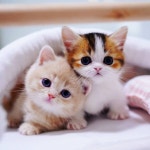 고양이분양 전문 캣프렌즈 먼치킨 고양이분양 특수묘종 (@catfriends1004) • Photos et vidéos Instagram | Cute cats photos... 