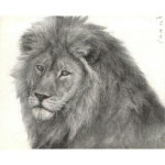 lion drawing #소묘#수채화#유화#초상화#뎃생#연필화#그림#미술#화실#일러스트#드로잉#art#drawing#sketch#paper... 