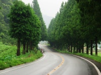 [보성] 메타세콰이어 길 / [Bosung] Metasequoia Road ※ [사진제공_한국관광공사] 본 저작물의 무단전제 및 재배포를... 