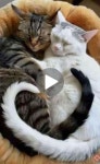 Pin on animals CATS에 있는 BennettSDS님의 핀 - 2024