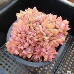 루엘라(1542)(E. Luella) | 다육 식물