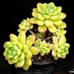 샹그릴라(자연군생) 48-193(E. Shangrira) - 다육식물(Succulent) in 2024