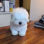 🐾🇰🇷한국꼬똥켄넬🐕🦺🐕아시아최초 꼬똥드툴레아 전문견사(@fokolona) • Instagram写真と動画