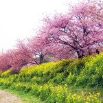 Views of the cherry blossoms in Japan에 있는 Shusaku Washizu님의 핀 | 풍경 사진, 나무 그림, 복숭아 꽃