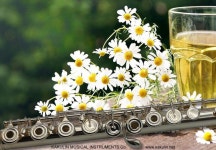 Pin page Pin auf 플룻 in 2024