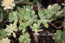썬컵 (Aeonium Suncup) - 정원딸린집을 꿈꾸며