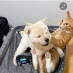 새끼 고양이 키우던 집에 입양 된 강아지 Pin su 회원님이 만든 핀