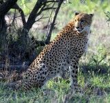 Cheetah에 있는 Ansie De님의 핀