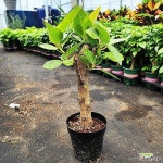 하늘꽃농원 싱그러운 무늬가 예쁜 뱅갈 고무나무 외목대 키 작은 나무(Ficus elastica) - 공기정화식물(air purifying plants)