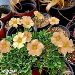 사랑초 크림퍼프 - 관엽식물(Foliage)