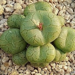 코노피튬 2117(Conophytum) - 코노피튬(Conophytum)