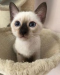 #siamesecat #catlovers #siamesekitten #cutecats #cats #kittens #blueeyes #cuteeyes Siamese Adorable kittens Kittens Kitty cats Cute... 