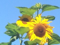 High summer sunflowers | 꽃