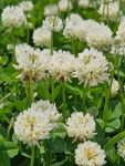 ปักพินโดย 기원 김 ใน Flower ในปี 2024