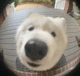 초인종 누르는 강아지