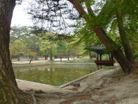 Aeryeonjeong in Changdeok-Palace 창덕궁 애련정(Korean beauty) | Korean beauty, Beauty, Tree