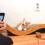 My friends cat, Kkang(깡)! | 고양이