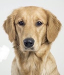 Pin by 그랑이 on dog | Sporting dogs, Dog breeds, Dogs and puppies