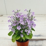 로벨리아 핑크(Lobelia erinus) - 공기정화식물(air purifying plants)