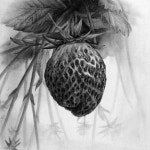 Pin page Instagram의 김형경 Pencil drawing, Tattoo님: “#딸기#과일#그림#연필화 #스케치 #소묘 #정밀묘사 #드로잉... 