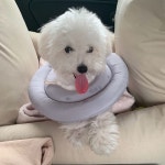 루이기록장 보려면 앞으로 8시간 넘게 남았네 #강아지 #댕댕이 #펫스타그램 #멍스타그램 #아기강아지 #인스타펫 #인스타독… | Dogs, Animals